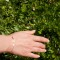 Diluna - 14k Goldarmband